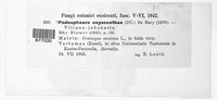 Podosphaera clandestina image